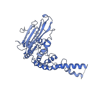 10116_6s85_C_v1-2
Cutting state of the E. coli Mre11-Rad50 (SbcCD) head complex bound to ADP and dsDNA.