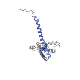 40232_8s8z_C_v1-0
Cryo-EM structure of octameric human CALHM1 (I109W) in complex with ruthenium red
