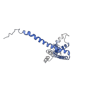40232_8s8z_D_v1-0
Cryo-EM structure of octameric human CALHM1 (I109W) in complex with ruthenium red