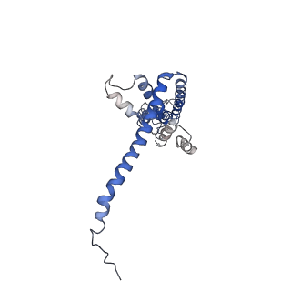 40232_8s8z_F_v1-0
Cryo-EM structure of octameric human CALHM1 (I109W) in complex with ruthenium red