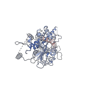 40234_8s91_B_v1-2
Structure of Walker B mutated MCM8/9 heterohexamer complex with ADP