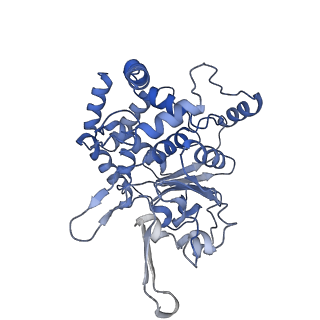 40236_8s94_F_v1-2
Structure of C-terminal domains of Walker B mutated MCM8/9 heterohexamer complex with ADP