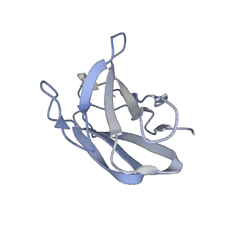 40272_8sak_L_v1-0
BtCoV-422 in complex with neutralizing antibody JC57-11
