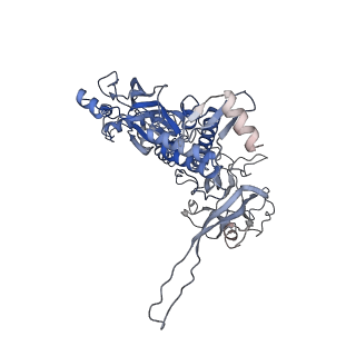 10134_6sb3_B_v1-2
CryoEM structure of murine perforin-2 ectodomain in a pre-pore form