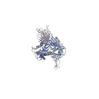 24987_7sbs_B_v1-1
One RBD-up 1 of pre-fusion SARS-CoV-2 Gamma variant spike protein