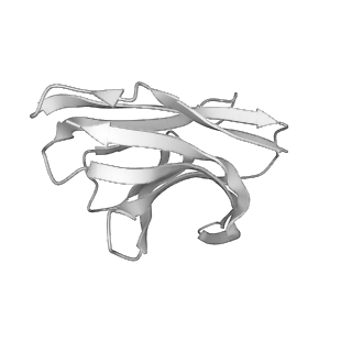 24991_7sbx_H_v1-1
Structure of OC43 spike in complex with polyclonal Fab6 (Donor 1051)