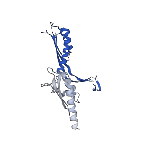 10143_6scn_W_v1-1
33mer structure of the Salmonella flagella MS-ring protein FliF