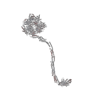 4303_6sc2_A_v1-1
Structure of the dynein-2 complex; IFT-train bound model