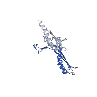 10147_6sd3_G_v1-1
34mer structure of the Salmonella flagella MS-ring protein FliF