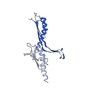 10147_6sd3_Z_v1-1
34mer structure of the Salmonella flagella MS-ring protein FliF