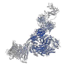 40426_8ser_A_v1-2
Cryo-EM Structure of RyR1 + Adenosine