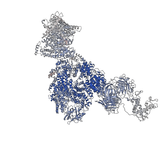 40426_8ser_D_v1-2
Cryo-EM Structure of RyR1 + Adenosine