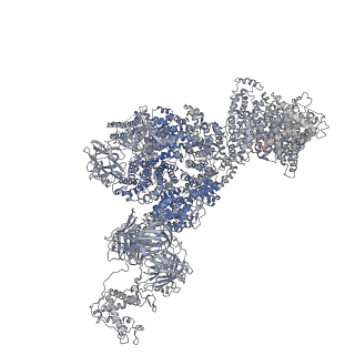 40427_8ses_C_v1-2
Cryo-EM Structure of RyR1 + Adenine