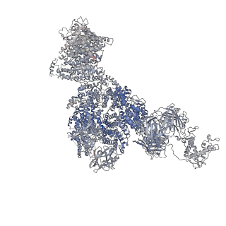 40427_8ses_D_v1-2
Cryo-EM Structure of RyR1 + Adenine