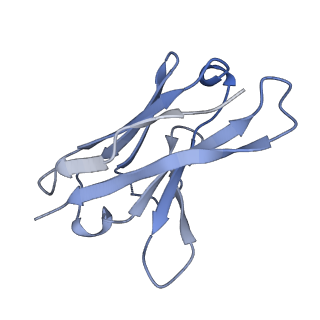 25104_7sfw_P_v1-1
CryoEM structure of Venezuelan Equine Encephalitis virus (VEEV) TC-83 strain VLP in complex with Fab hVEEV-63 (focus refine of the asymmetric unit)