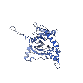 10175_6sg9_FH_v1-1
Head domain of the mt-SSU assemblosome from Trypanosoma brucei