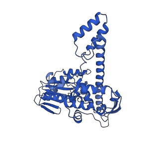 10177_6sga_DI_v1-1
Body domain of the mt-SSU assemblosome from Trypanosoma brucei