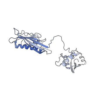 10177_6sga_FS_v1-1
Body domain of the mt-SSU assemblosome from Trypanosoma brucei