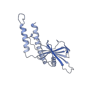 10180_6sgb_FK_v1-0
mt-SSU assemblosome of Trypanosoma brucei