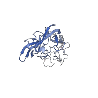 10181_6sgc_A2_v1-2
Rabbit 80S ribosome stalled on a poly(A) tail