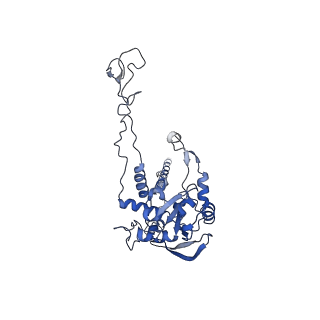 10181_6sgc_C2_v1-2
Rabbit 80S ribosome stalled on a poly(A) tail