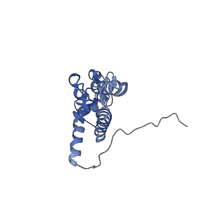 10181_6sgc_K1_v1-2
Rabbit 80S ribosome stalled on a poly(A) tail