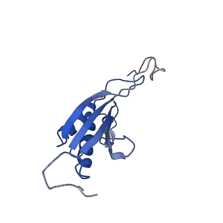 10181_6sgc_P1_v1-2
Rabbit 80S ribosome stalled on a poly(A) tail