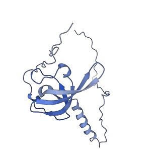 10181_6sgc_T2_v1-2
Rabbit 80S ribosome stalled on a poly(A) tail