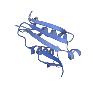 10181_6sgc_U2_v1-2
Rabbit 80S ribosome stalled on a poly(A) tail