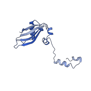 10181_6sgc_Z1_v1-2
Rabbit 80S ribosome stalled on a poly(A) tail