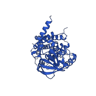 40463_8sgp_B_v1-0
human liver mitochondrial Medium-chain specific acyl-CoA dehydrogenase