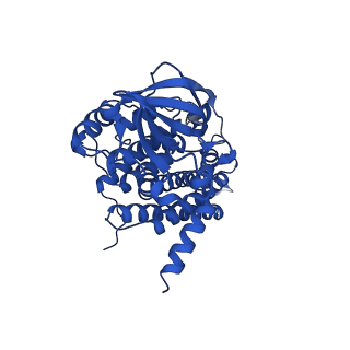 40463_8sgp_D_v1-0
human liver mitochondrial Medium-chain specific acyl-CoA dehydrogenase