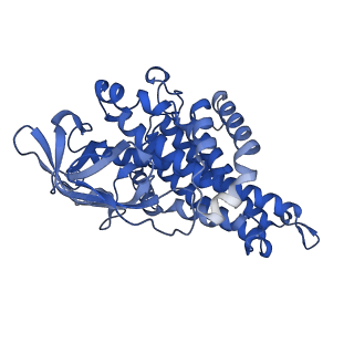 40466_8sgs_D_v1-0
human liver mitochondrial Short-chain specific acyl-CoA dehydrogenase