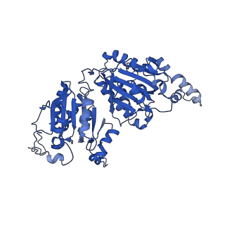 40474_8sgz_C_v1-0
Leishmania tarentolae propionyl-CoA carboxylase (alpha-6-beta-6)