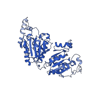 40474_8sgz_E_v1-0
Leishmania tarentolae propionyl-CoA carboxylase (alpha-6-beta-6)