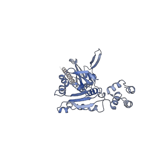 10193_6sh4_C_v1-1
Structure of the Apo1 state of the heptameric Bcs1 AAA-ATPase.