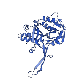 10196_6sh8_E_v1-2
Cryo-EM structure of the Type III-B Cmr-beta bound to cognate target RNA and AMPPnP, state 2, in the presence of ssDNA