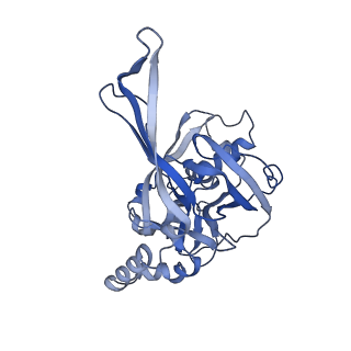 10196_6sh8_H_v1-2
Cryo-EM structure of the Type III-B Cmr-beta bound to cognate target RNA and AMPPnP, state 2, in the presence of ssDNA