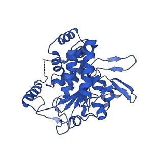 10230_6sko_4_v1-3
Cryo-EM Structure of the Fork Protection Complex Bound to CMG at a Replication Fork - conformation 2 MCM CTD:ssDNA