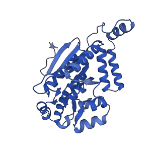 40556_8sk6_A_v1-0
human liver mitochondrial Delta(3,5)-Delta(2,4)-dienoyl-CoA isomerase