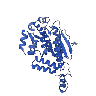 40556_8sk6_B_v1-0
human liver mitochondrial Delta(3,5)-Delta(2,4)-dienoyl-CoA isomerase