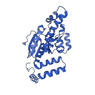 40556_8sk6_E_v1-0
human liver mitochondrial Delta(3,5)-Delta(2,4)-dienoyl-CoA isomerase