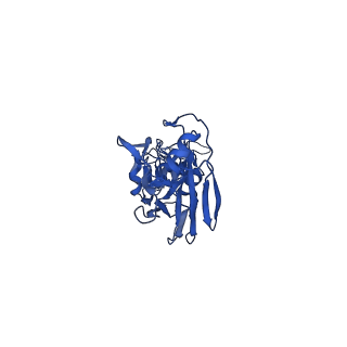 40557_8sk7_A_v1-3
Cryo-EM structure of designed Influenza HA binder, HA_20, bound to Influenza HA (Strain: Iowa43)