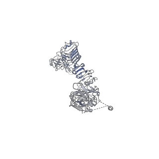 25191_7sl4_B_v1-2
Full-length insulin receptor bound with site 2 binding deficient mutant insulin (B-L17R) -- asymmetric conformation
