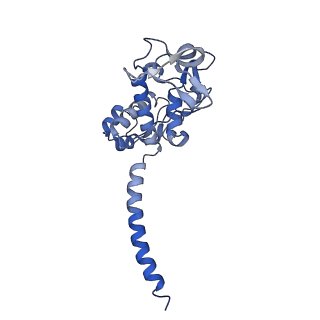 40601_8smr_J_v1-0
cytochrome bc1-cbb3 supercomplex from Pseudomonas aeruginosa