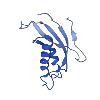 10262_6snt_am_v1-2
Yeast 80S ribosome stalled on SDD1 mRNA.