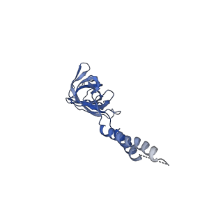 24772_7spj_EF12_v1-0
Models for C17 reconstruction of Outer Membrane Core Complex (OMCC) of Type IV Secretion System (T4SS) encoded by a plasmid overproducing TraV, TraK and TraB of pED208