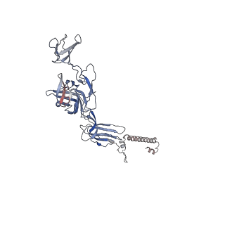 40711_8sqn_L_v1-0
CryoEM structure of Western equine encephalitis virus VLP in complex with the chimeric Du-D1-Mo-D2 MXRA8 receptor