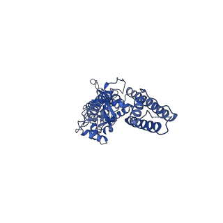 40742_8ss3_B_v1-2
Structure of LBD-TMD of AMPA receptor GluA2 in complex with auxiliary subunits TARP gamma-5 and cornichon-2 bound to competitive antagonist ZK and channel blocker spermidine (closed state)