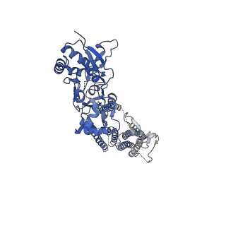40743_8ss4_A_v1-2
Structure of LBD-TMD of AMPA receptor GluA2 in complex with auxiliary subunits TARP gamma-5 and cornichon-2 (apo state)